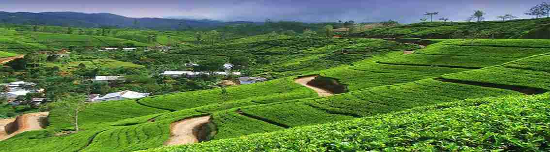 Nuwara Eliya Tea Plantations